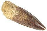 Spinosaurus Tooth - Real Dinosaur Tooth #191321-1